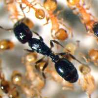 A socially parasitic ant among host workers (c) C Johnson
